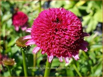 Echinacea purpurea 'Sweet Sixteen'