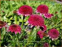 Echinacea purpurea 'Sweet Sixteen'