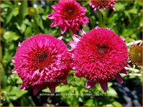 Echinacea purpurea 'Sweet Sixteen'