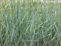 Elymus magellanicus