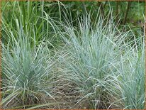 Elymus magellanicus