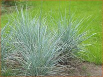 Elymus magellanicus