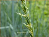 Elymus magellanicus