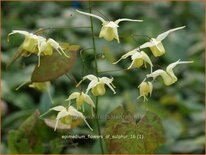 Epimedium &#39;Flowers of Sulphur&#39;