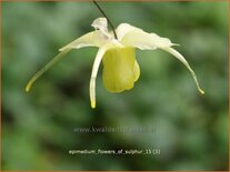 Epimedium &#39;Flowers of Sulphur&#39;