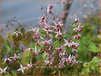 Epimedium &#39;Pink Elf&#39;