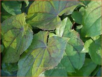 Epimedium &#39;Pink Elf&#39;