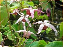 Epimedium &#39;Pink Elf&#39;