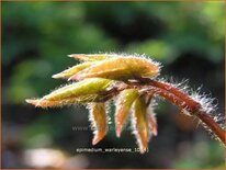 Epimedium warleyense