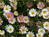 Erigeron karvinskianus