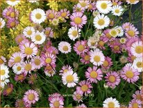 Erigeron karvinskianus