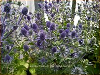 Eryngium planum &#39;Blue Hobbit&#39;