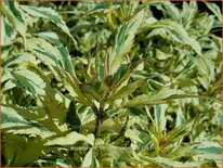 Eupatorium fortunei 'Capri'