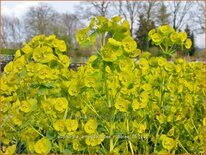 Euphorbia amygdaloides robbiae