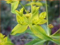 Euphorbia ceratocarpa