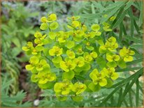 Euphorbia seguieriana niciciana