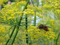 Foeniculum vulgare