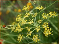 Foeniculum vulgare