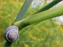 Foeniculum vulgare