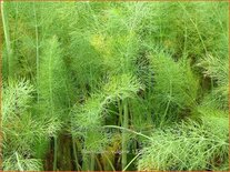 Foeniculum vulgare