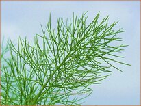 Foeniculum vulgare