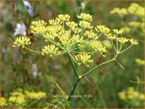 Foeniculum vulgare