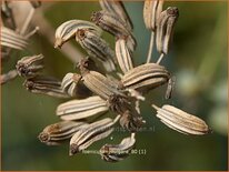 Foeniculum vulgare