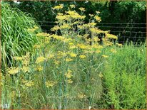 Foeniculum vulgare