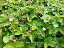 Fragaria vesca &#39;Alexandria&#39;