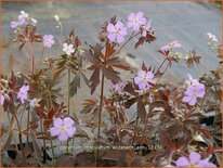 Geranium maculatum &#39;Elizabeth Ann&#39;