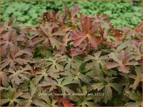 Geranium maculatum &#39;Elizabeth Ann&#39;