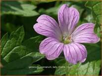 Geranium oxonianum 'Lady Moore'