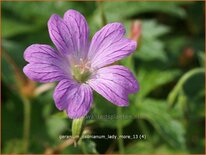 Geranium oxonianum 'Lady Moore'