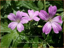 Geranium oxonianum 'Lady Moore'