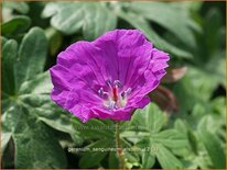 Geranium sanguineum 'Elsbeth'