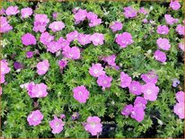 Geranium sanguineum 'Elsbeth'