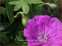 Geranium sanguineum 'Elsbeth'