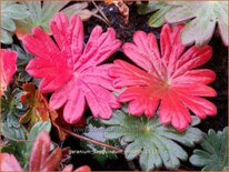 Geranium sanguineum 'Elsbeth'