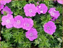 Geranium sanguineum 'Elsbeth'