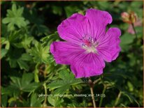 Geranium sanguineum &#39;Shooting Star&#39;