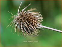 Geum urbanum