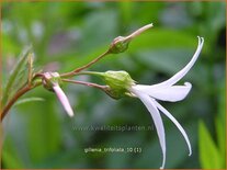 Gillenia trifoliata