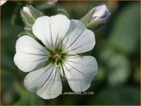 Gypsophila cerastioides