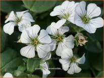 Gypsophila cerastioides