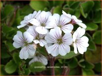 Gypsophila cerastioides