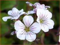 Gypsophila cerastioides