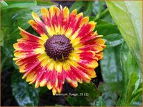 Helenium &#39;Fuego&#39;