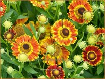 Helenium &#39;Fuego&#39;