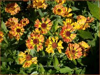 Helenium &#39;Fuego&#39;