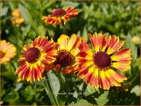 Helenium &#39;Fuego&#39;